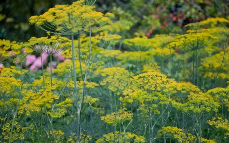 How tall does fennel grow?