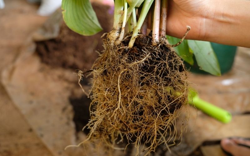 Can you plant store bought turmeric?