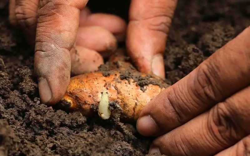 Can you plant store bought turmeric?