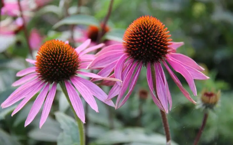 Can you grow the seeds from store bought echinacea?