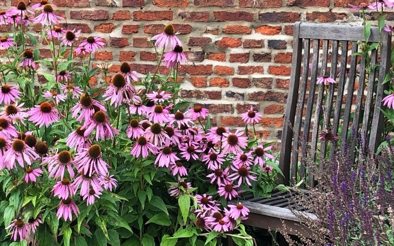 Can you grow the seeds from store bought echinacea?