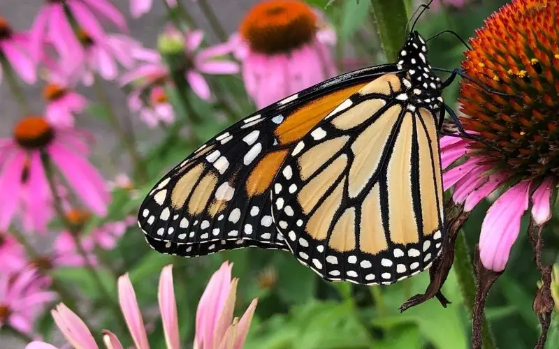 Can you grow the seeds from store bought echinacea?