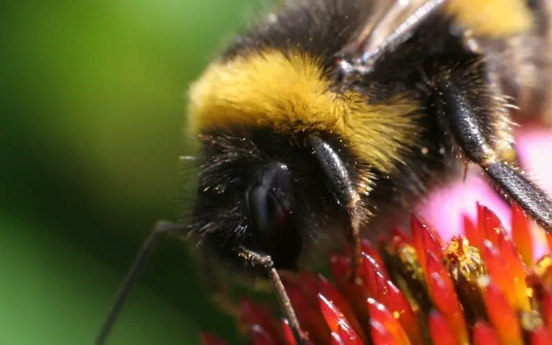 Can you grow the seeds from store bought echinacea?