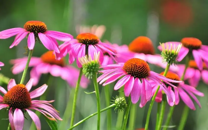 Can you grow the seeds from store bought echinacea?