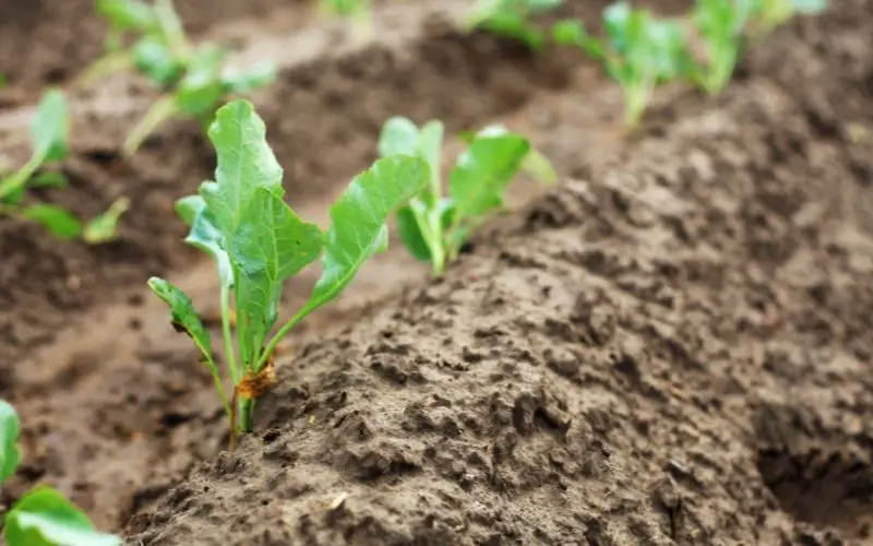 How do you grow cauliflower?