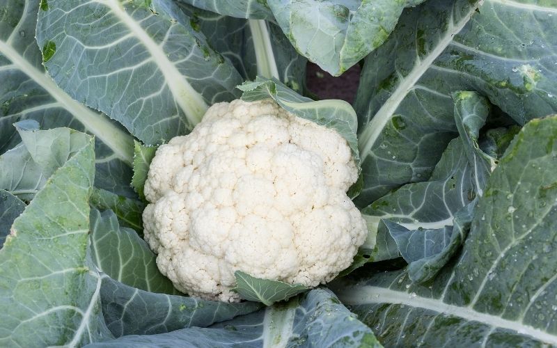 How do you grow cauliflower?