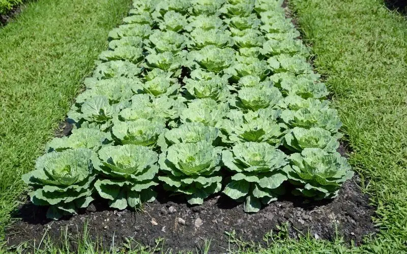 How do you grow cauliflower?