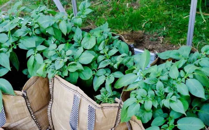 what are the best potatoes for growing in bags