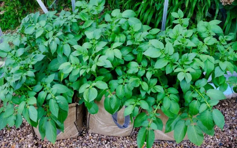 what are the best potatoes for growing in bags