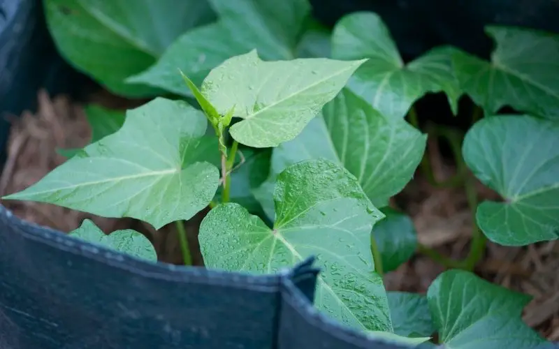 what are the best potatoes for growing in bags