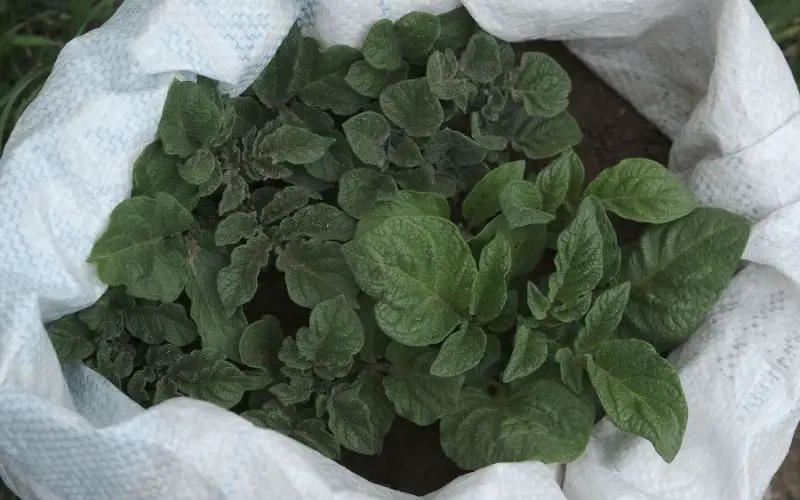 what are the best potatoes for growing in bags