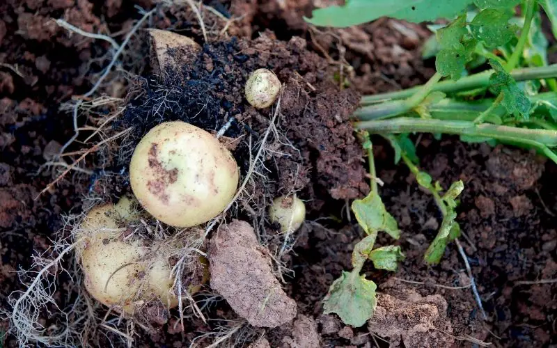 what are the best potatoes for growing in bags