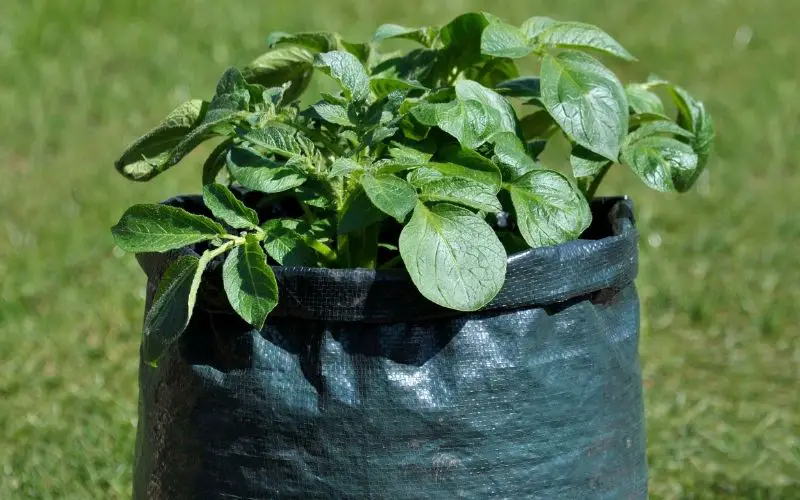 what are the best potatoes for growing in bags