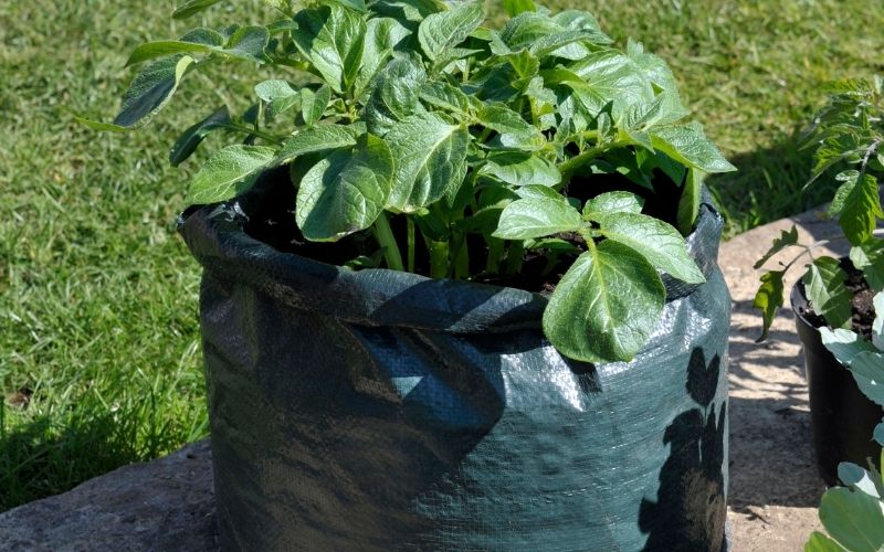 what are the best potatoes for growing in bags