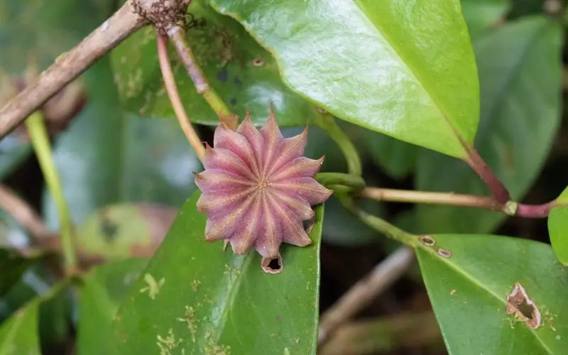 Can you grow store bought star anise?