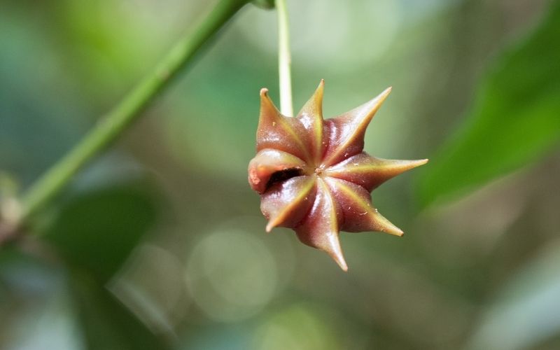 Can you grow store bought star anise?