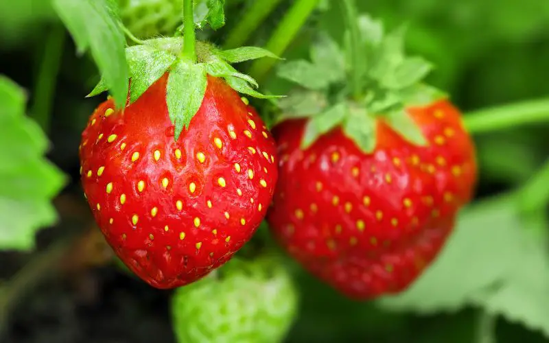 How to grow Quinault strawberries in containers