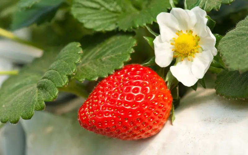 How to grow Quinault strawberries in containers