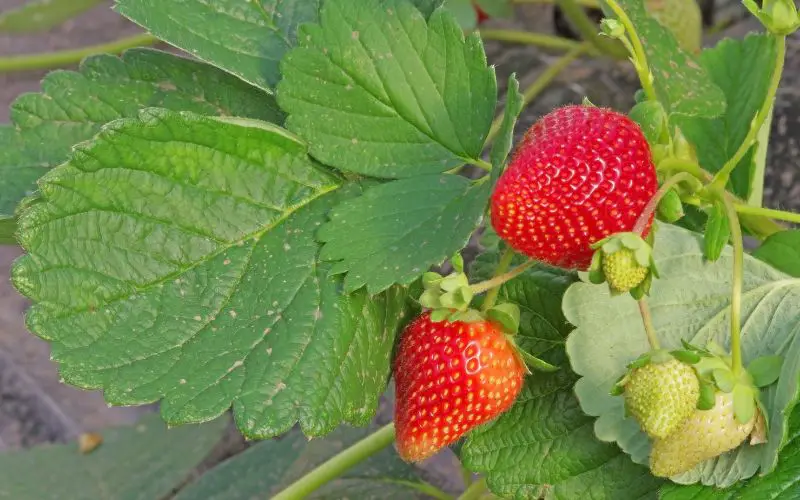 How to grow Quinault strawberries in containers