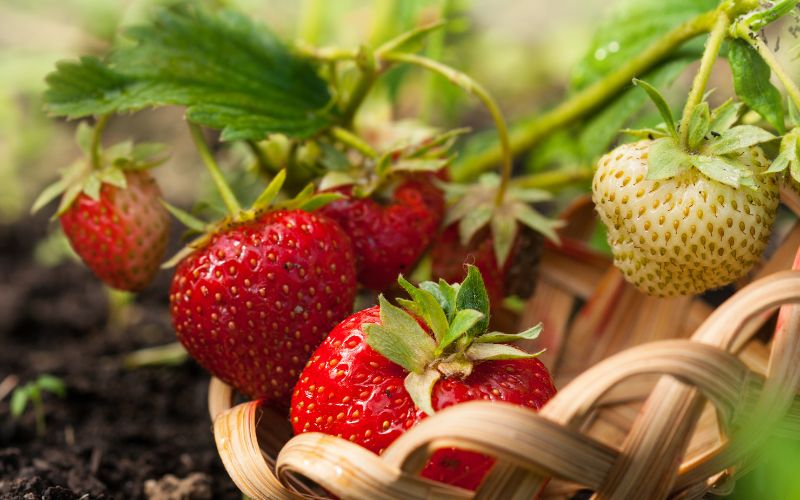 How to grow Quinault strawberries in containers