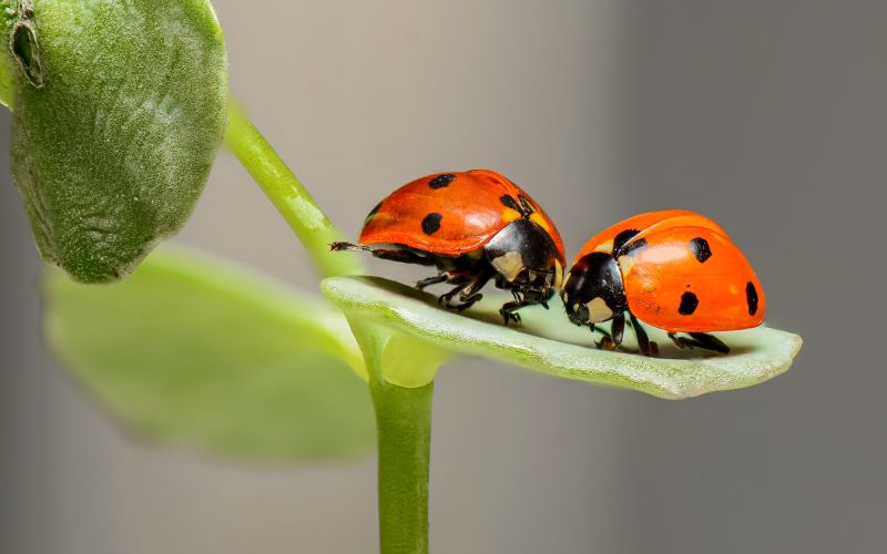 How to attract ladybugs to your garden