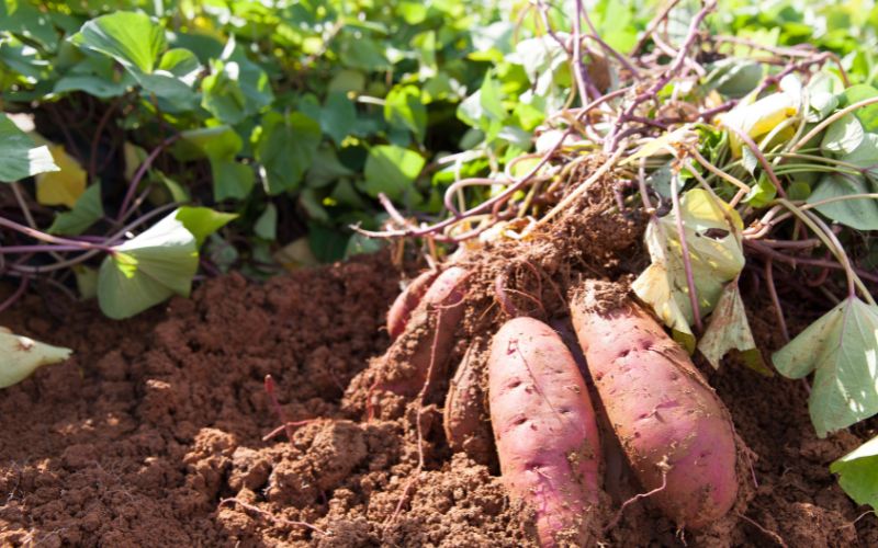 how to plant japanese sweet potatoes