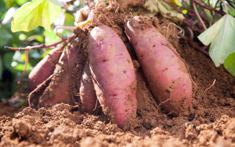 how to plant japanese sweet potato