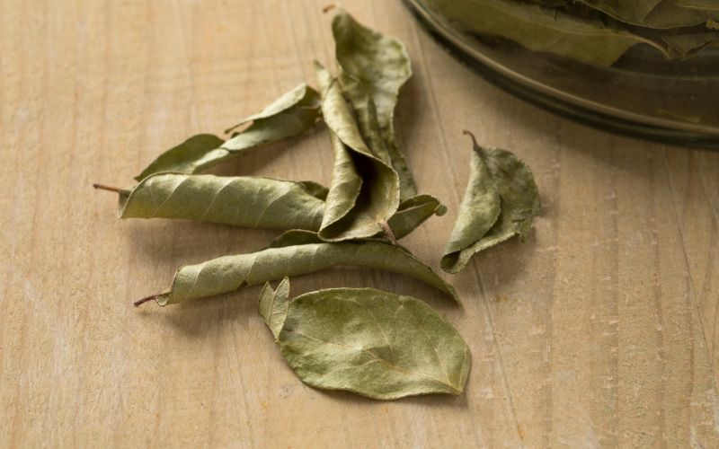 How to grow curry leaf plants at home