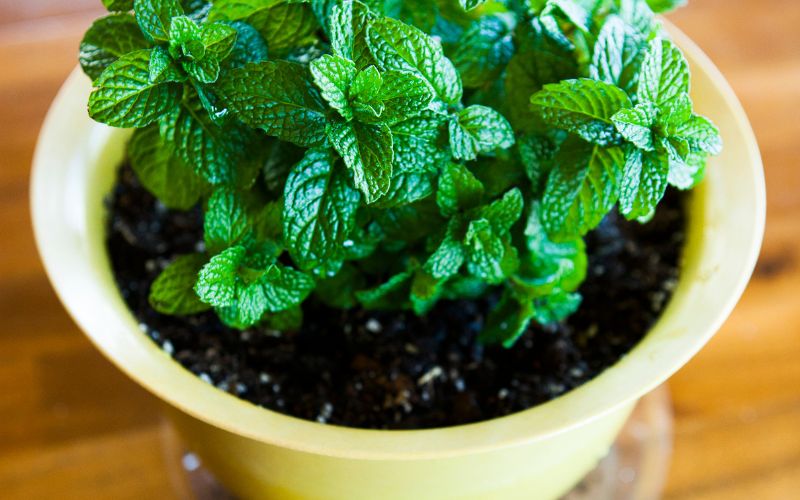 How to grow Indian mint