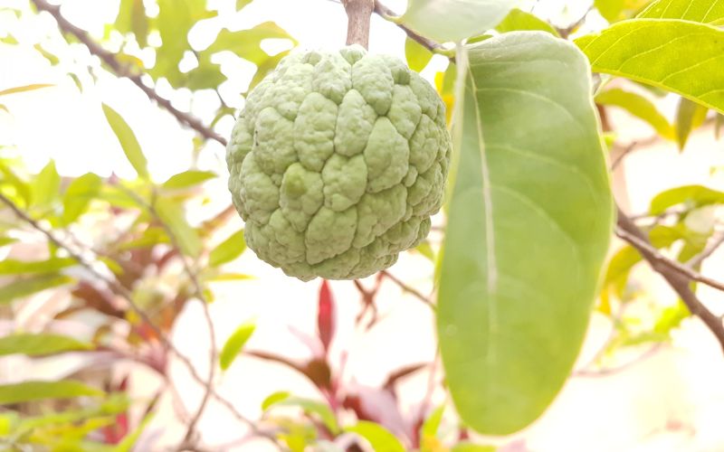 Can custard apple be grown at home?