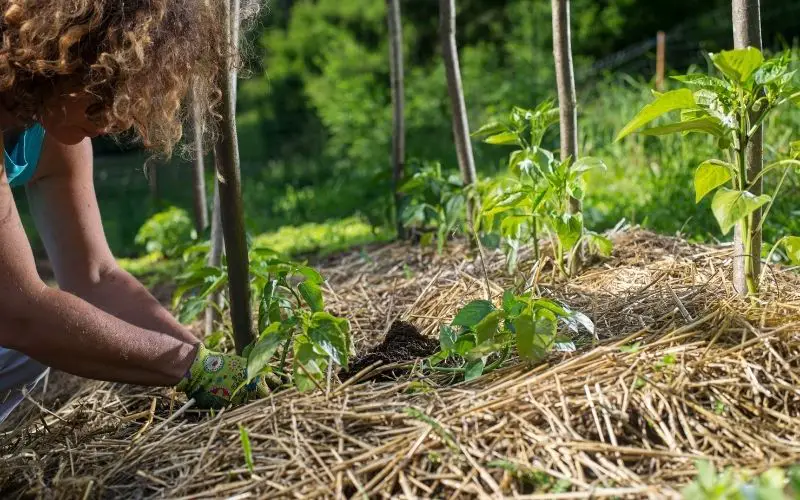 Can you plant seeds from store bought raspberries?