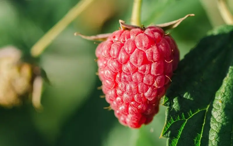 Can you plant seeds from store bought raspberries?