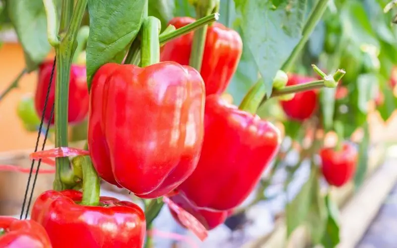 Can you grow peppers from the seeds of store bought peppers?