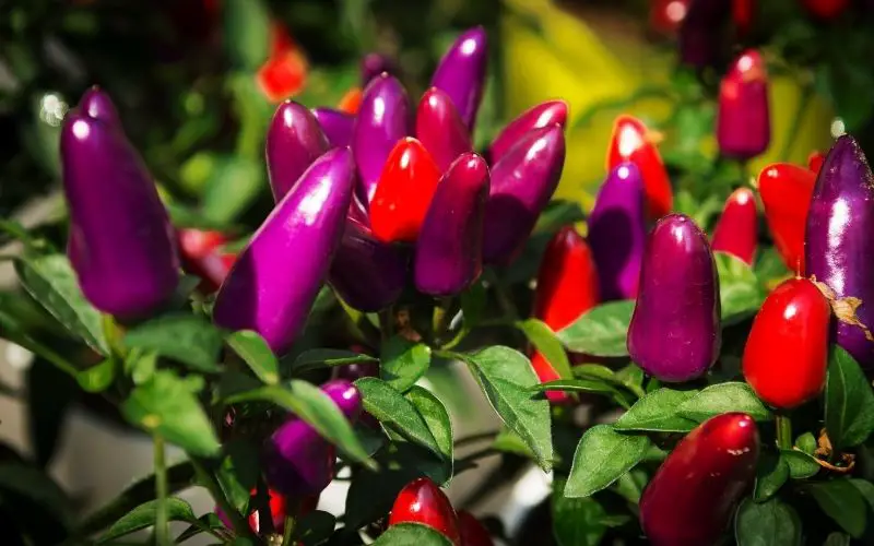 Can you grow peppers from the seeds of store bought peppers?