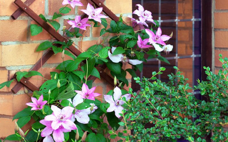 can you grow clematis in a pot
