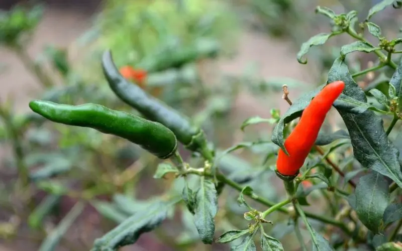 Can you grow peppers from the seeds of store bought peppers?