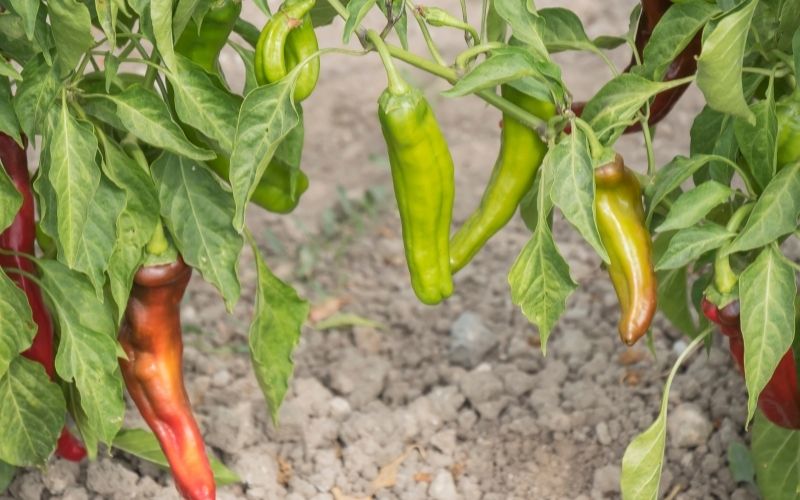 Can you grow peppers from the seeds of store bought peppers?