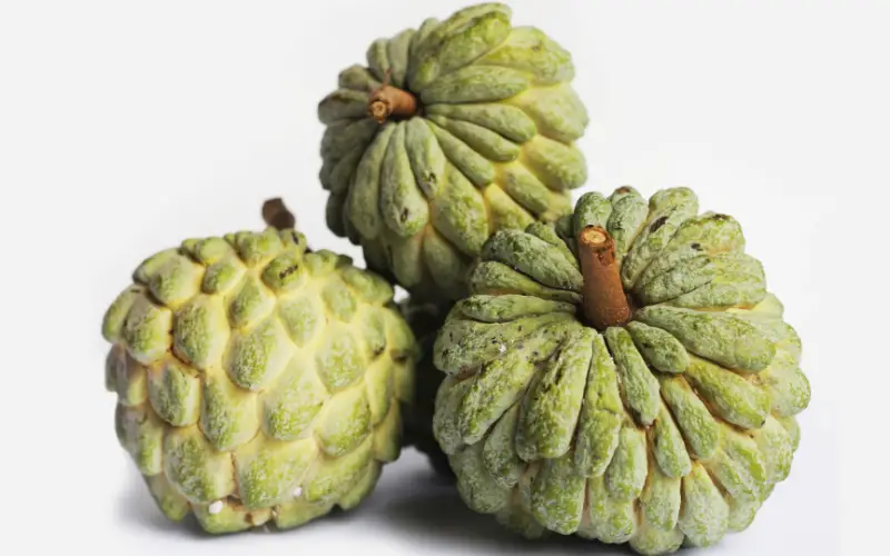 Can custard apple be grown at home?