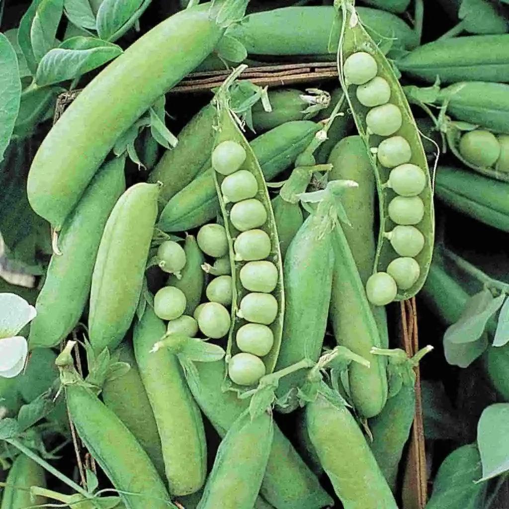how to grow alaskan peas