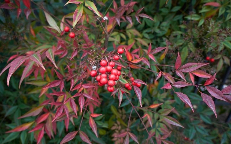 Where is the best place to plant Nandina Domestica?