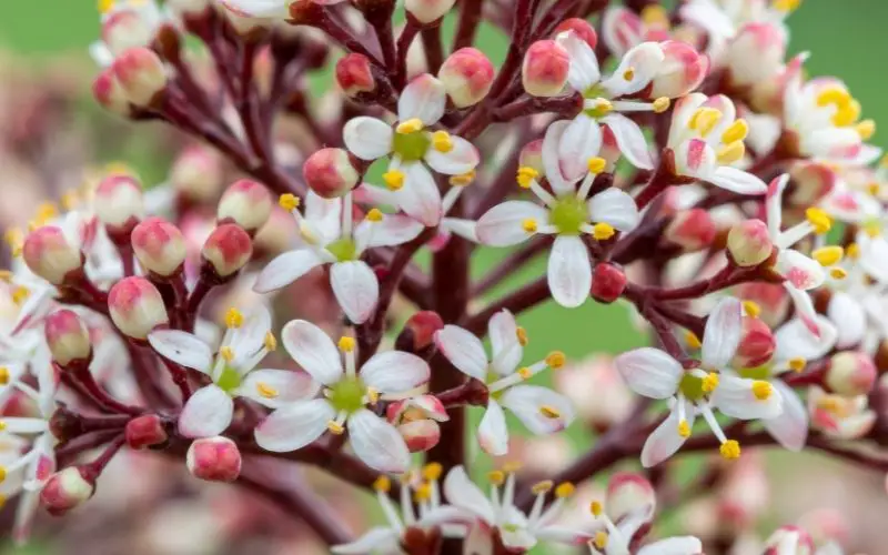 How can you tell if a Skimmia is male or female?