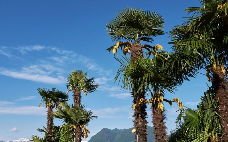 How fast do Chusan palms grow?