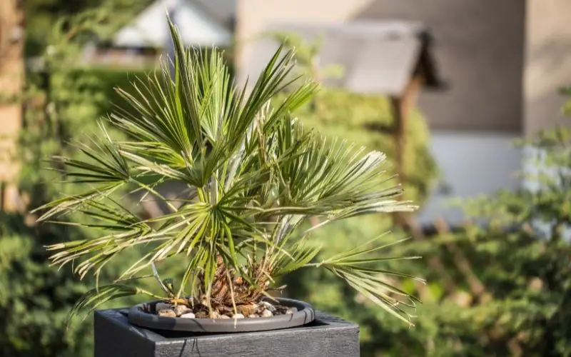 How fast do Chusan palms grow?