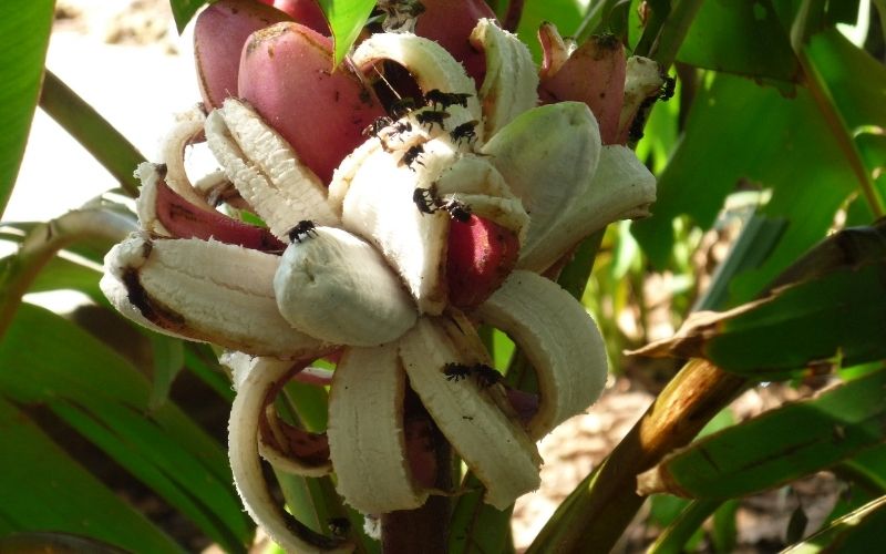 Can you eat the bananas from an ornamental banana tree?