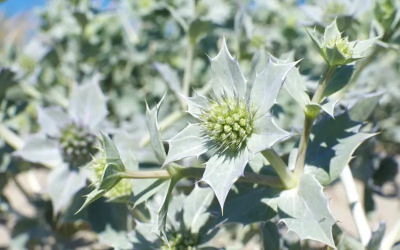 Where does Sea Holly grow best?