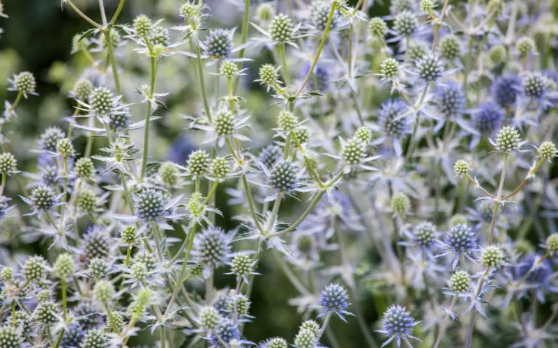 where does sea holly grow best