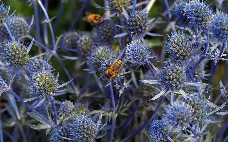 where does sea holly grow best