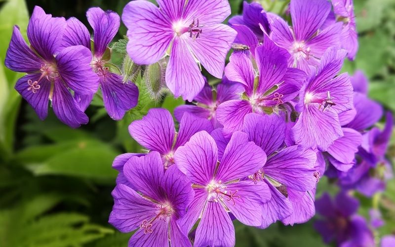 Are geraniums a hardy plant?