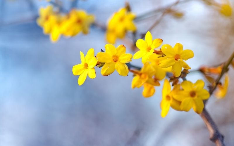 How to grow and care for winter jasmine