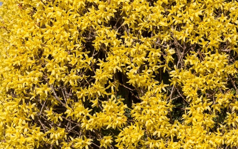 how to grow and care for winter jasmine